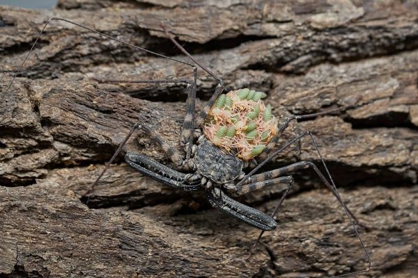 Olomoucká zoo láká na novinky, leguáni, želvi i děsivý pavoukovec