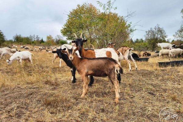 Ovce a kozy znovu spásají brdské louky. Šetrná pastva pomáhá chránit cennou přírodu