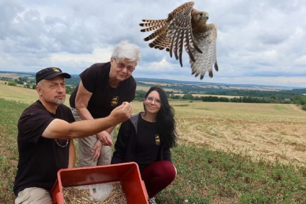 Plzeňská záchranná stanice vypustila desítky poštolek a rorýsů