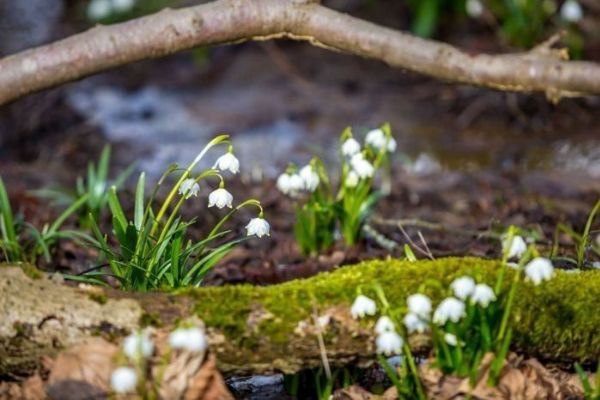 Plzeňský kraj se probouzí. Kam o víkendu vyrazit za první skutečnou jarní atmosférou?