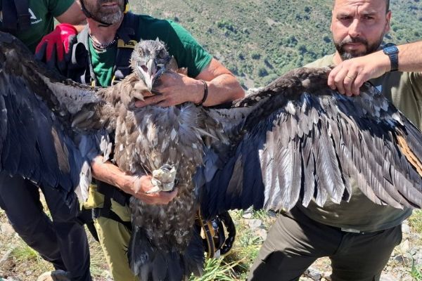 Pražská samice orlosupa Alhorí byla vypuštěna v Sierra Nevadě. Do přírody míří s GPS vysílačkou
