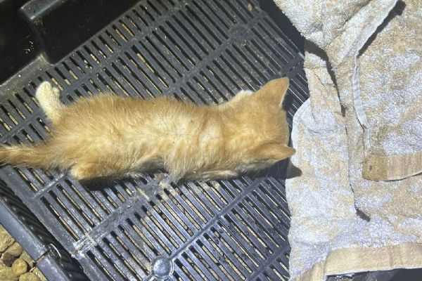 Případ týraných koťat v Mariánských lázních policie odložila, nikdo nebude potrestán