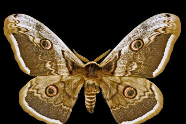 Výzkum řadí Milovice mezi evropsky nejbohatší lokality nočních motýlů. Data ověří entomologové