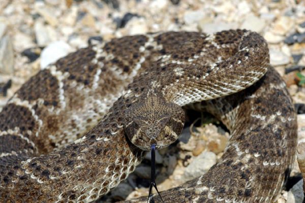 Vzácný chřestýš rohatý mohavský poprvé narozen v české zoo