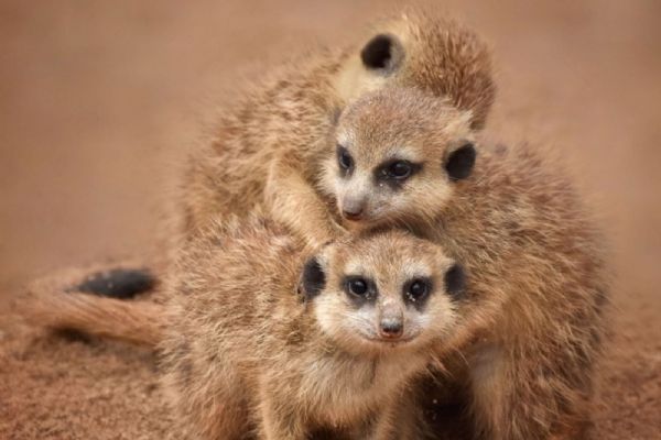 ZOO Plasy chce topit šetrněji. Sbírkou na tepelná čerpadla pomůže zvířatům i přírodě