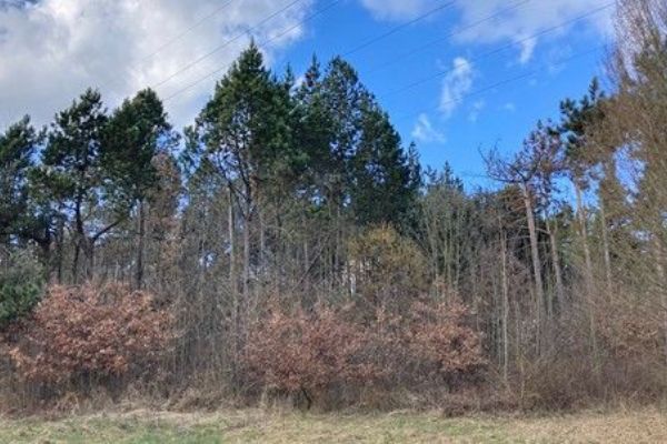 Arboretum Sofronka bude od 16. do 31. března uzavřeno kvůli prořezu a kácení