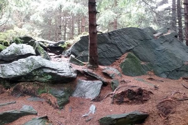 Dlouhá skála je novou rezervací v Českém lese. Chrání skalní hřeben i vzácné druhy