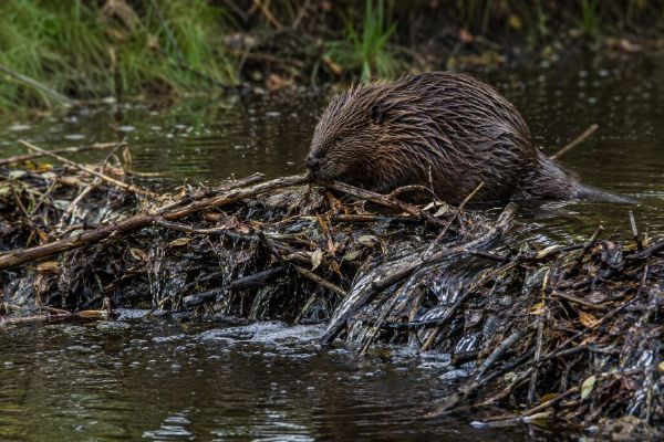 Dubnovou ropnou havárii nad Volary pomohly zadržet bobří hráze. Uhynuli tři bobři