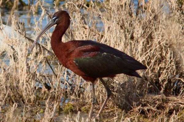 Ibis hnědý se vrátil do Česka, dva ptáci byli zastřeleni u Velké Choryně