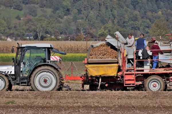 Jihočeské farmy zoufale hledají pracovníky, automatizace na vzestupu