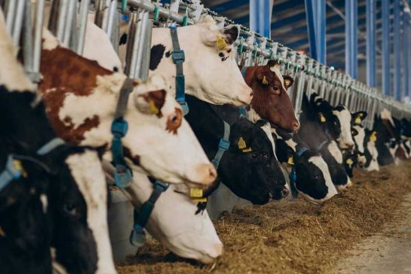 Jihočeští farmáři vedou v chovu skotu a ovcí