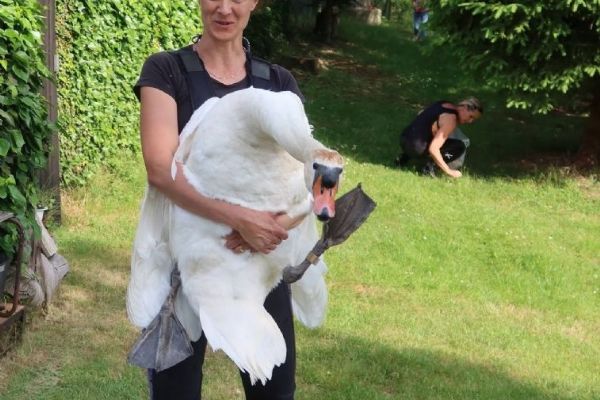 Labuťák měl během týdne dvakrát háček v noze. Po ošetření se vrátil k rodině