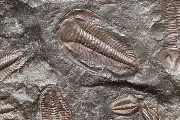 Obří a drobné bytosti ordovického moře v Plzni