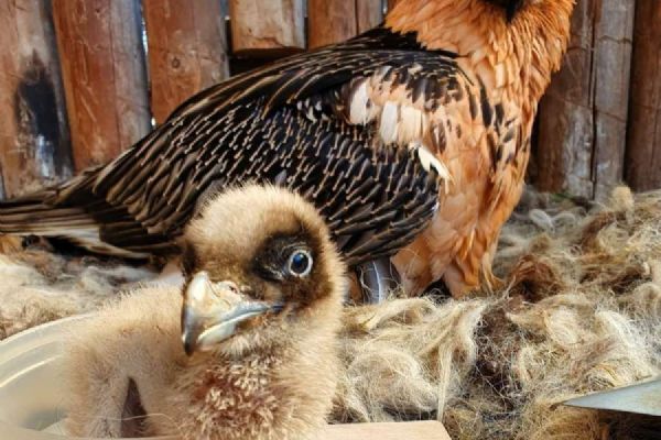 Orlosupi z Ostravy míří zpět do Evropy. Čtyři mláďata posílila projekty ve Francii a Bulharsku