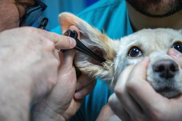 Plzeň plánuje nonstop veterinární pohotovost na Nové Hospodě. Start do poloviny roku