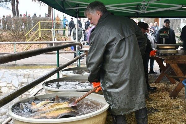 Plzeň zve na velikonoční prodej živých ryb. U sádek Košinář bude kapr, amur i štika
