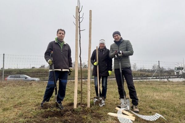Plzeňský kraj a ZČU vysadili 35 lip u D5, vytvoří se zelená clona pro ptáky a hmyz