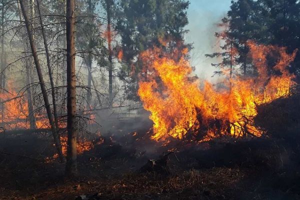 Pražští hasiči řešili v létě 84 požárů porostů. V Česku jich bylo přes 1 600