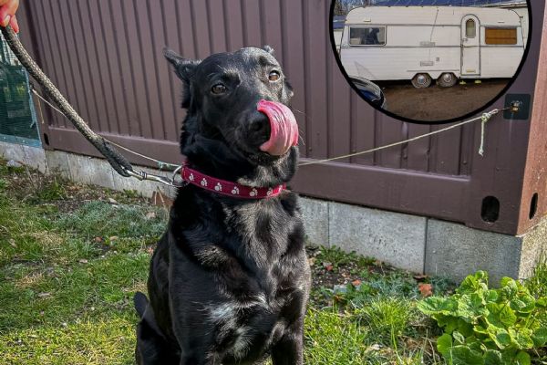 Příběh fenky z karavanu na Rokycansku nekončí smutně. V útulku čeká na nový začátek
