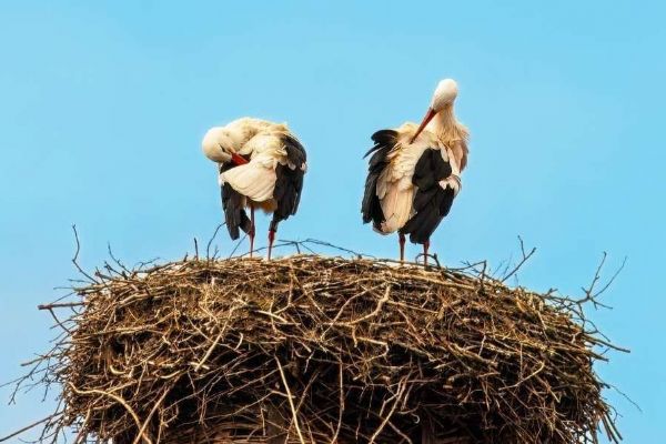 První čápi bílí se vracejí do Jihočeského kraje