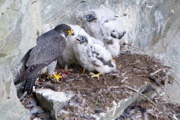 Sokol stěhovavý se vrátil na Čtyři palice, platí zákaz lezení