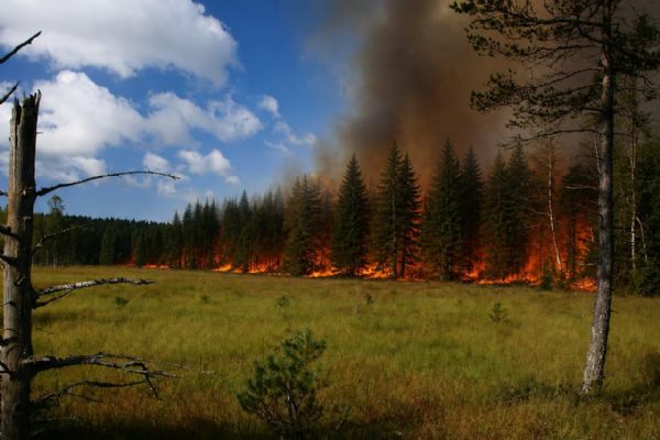 Šumava je po týdnech bez deště extrémně suchá. Národní park varuje před rozděláváním ohně