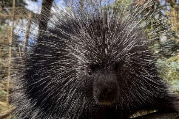 Urzoni kanadští se po téměř 15 letech vrátili do Zoo Plzeň, samec je v karanténě