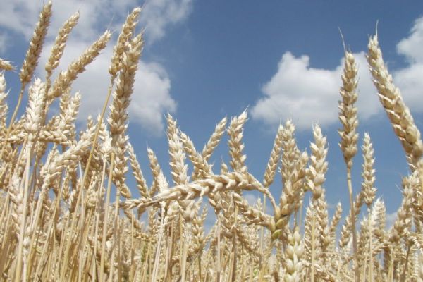 Zemědělcům v Plzeňském kraji se dařilo, výnosy plodin v roce 2025 výrazně stouply