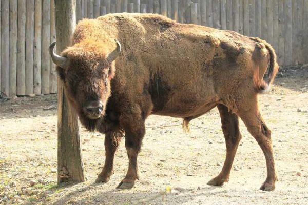 Zoo Praha otevřela nový domov pro zubry: ožívá lesostep v Dolních Počernicích