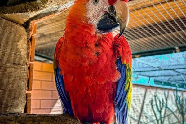 ZOO Tábor získala nového aru arakangu, posílí chov ohrožených papoušků