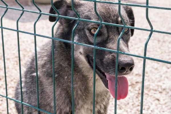 AniDef spustil sbírku na nový útulek, reaguje na přeplněnost i situaci v Bouchalce