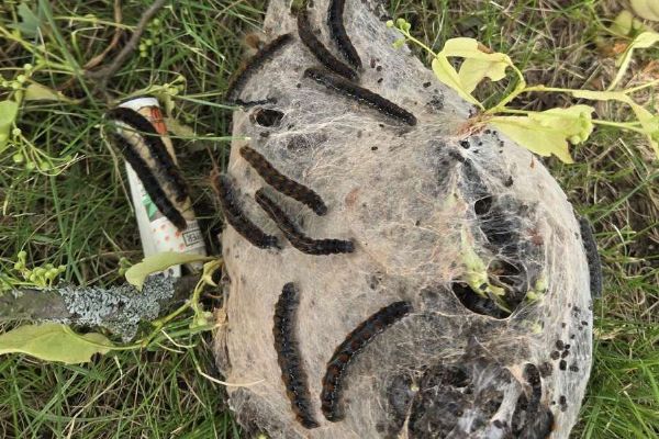 Borovany řeší přemnožené housenky. Hnízda bourovce odstraňují ručně, aby ochránily mladé stromy