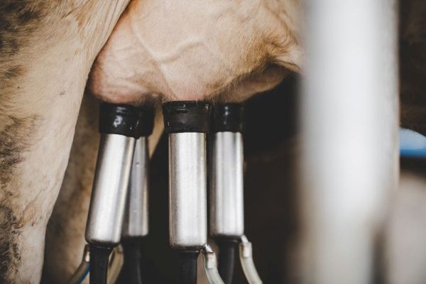 Cena mléka klesla pod výrobní náklady. Producenti chtějí zákaz podnákladových cen