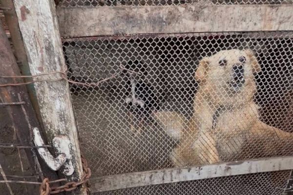 Hrůza na Tachovsku. Psi z kobek vyprošťovali hasiči, padlo i podezření na chov na maso
