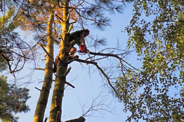 Na plzeňské Kilometrovce začal prořez korun stromů, práce potrvají do dubna