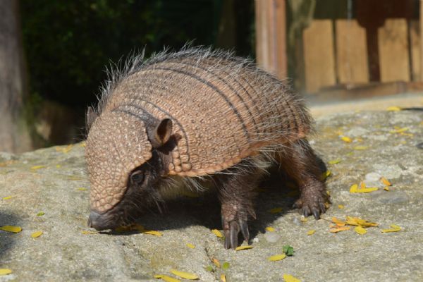 Plzeňská zoo má mládě pásovce kulovitého. Uvidíte ho v Tropickém pavilonu