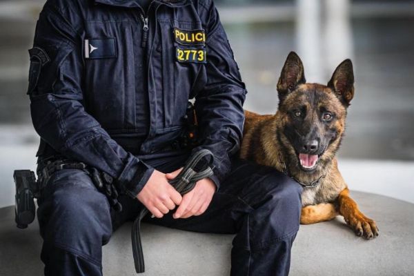 Policejní pes Gambit zachránil muže před sebevraždou na kolejích