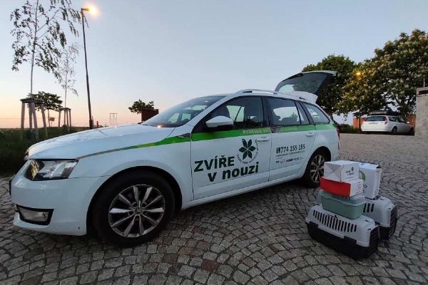 Pražská vedra přivádějí do záchranných stanic více mláďat. Pomůže voda i správná reakce