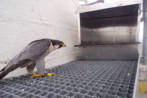 Sokoli našli nové hnízdiště na komínech v Písku