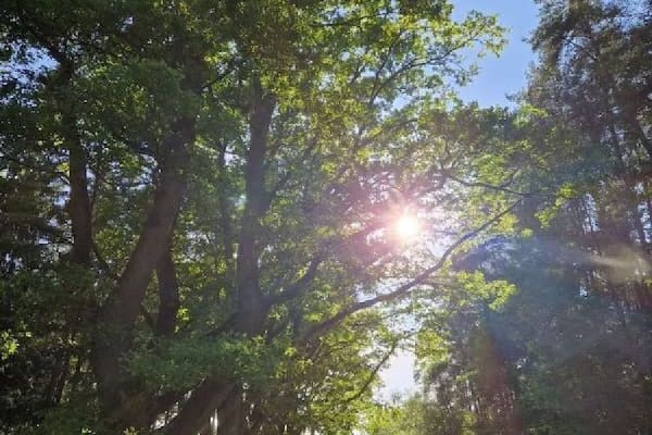 Stromy, které mají co vyprávět. Plzeň označí výjimečné velikány v městských lesích