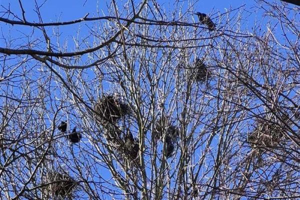 Tábor odstranil přes 100 havraních hnízd