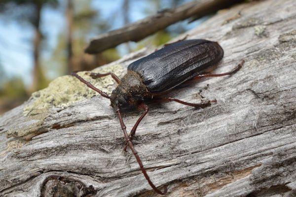 Trnoštítec horský dobývá Šumavu: Populace roste