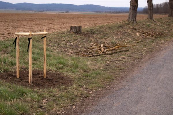 U Křakova mizí stromy. Nově vysazené švestky někdo ukradl a pokácel topoly