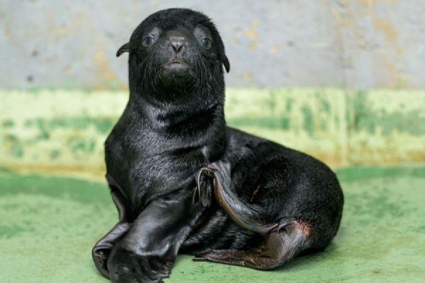 V Zoo Praha se narodil sameček lachtana. Je pravnukem legendárního Gastona