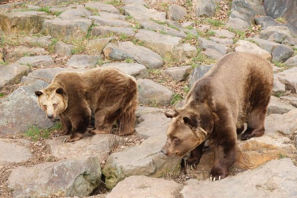 Všichni tři medvědi v plzeňské ZOO se probudili ze zimního spánku