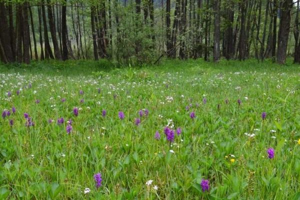 Vzácné slatiniště v Českém lese je téměř pětkrát větší. Chrání orchideje i ohroženého motýla