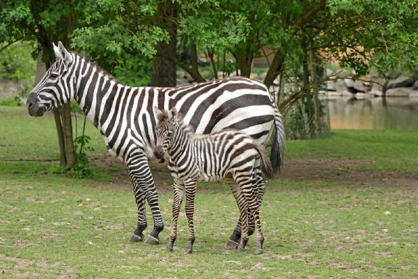 Vzácné stádo v Zoo Plzeň se rozrostlo. Narodila se zebra Timbuktu