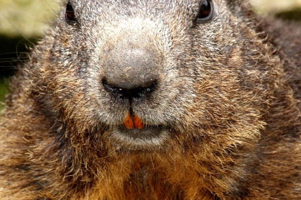 Zaostřeno na bobra. Putovní výstava v Bělé nad Radbuzou přibližuje „architekta krajiny“
