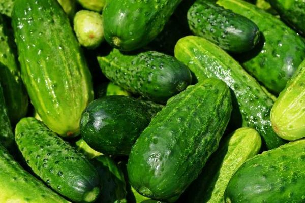 Bohatá úroda okurek: Samosběr a rezervace v Olešné