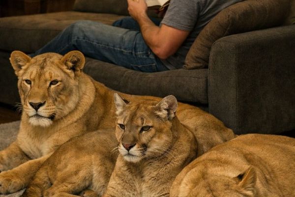 Choval šelmy načerno. Úřady mu v Rokycanech zabavily dvě lvice a pumu
